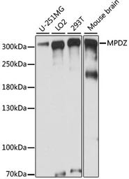 Anti-MPDZ antibody used in Western Blot (WB). GTX66360