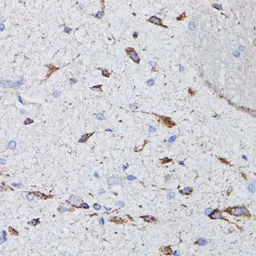 Anti-Vasopressin antibody used in IHC (Paraffin sections) (IHC-P). GTX66409