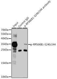 Anti-RPS6 (phospho Ser240/Ser244) antibody used in Immunoprecipitation (IP). GTX66604