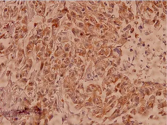 Anti-Claudin 7 antibody used in IHC (Paraffin sections) (IHC-P). GTX66616