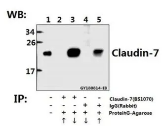 Anti-Claudin 7 antibody used in Immunoprecipitation (IP). GTX66616