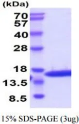 Feline IL2 protein, His tag (active). GTX66898-pro