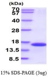 Human FKBP1B protein, His tag (active). GTX66992-pro