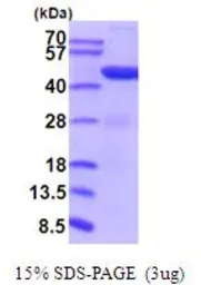 Mouse PGK1 protein, His tag (active). GTX67115-pro