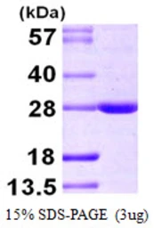 Human BAG2 protein, His tag. GTX68074-pro