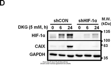 Anti-Carbonic Anhydrase IX antibody [GT12] used in Western Blot (WB). GTX70020