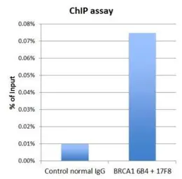 Anti-BRCA1 antibody [17F8] - ChIP grade used in ChIP assay (ChIP assay). GTX70111