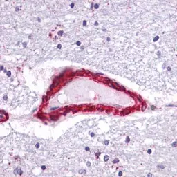 Anti-BRCA1 antibody [6B4] - ChIP grade used in Immunohistochemistry (IHC). GTX70115