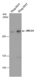 Anti-BRCA1 antibody [6B4] - ChIP grade used in Western Blot (WB). GTX70115