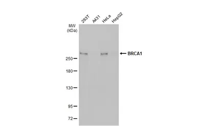 Anti-BRCA1 antibody [6B4] - ChIP grade used in Western Blot (WB). GTX70115