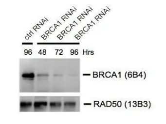 Anti-BRCA1 antibody [6B4] - ChIP grade used in Western Blot (WB). GTX70115