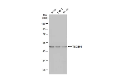 Anti-TSG101 antibody [4A10] used in Western Blot (WB). GTX70255