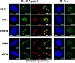 Anti-Ku80 antibody [149.8] used in Immunocytochemistry/ Immunofluorescence (ICC/IF). GTX70276