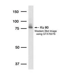 Anti-Ku80 antibody [149.8] used in Western Blot (WB). GTX70276