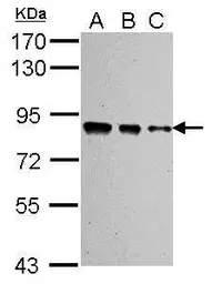 Anti-Ku80 antibody [149.8] used in Western Blot (WB). GTX70276