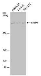 Anti-53BP1 antibody used in Western Blot (WB). GTX70310