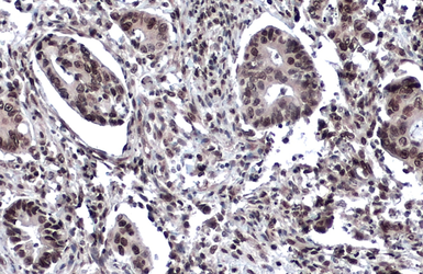 Anti-53BP1 antibody used in IHC (Paraffin sections) (IHC-P). GTX70310