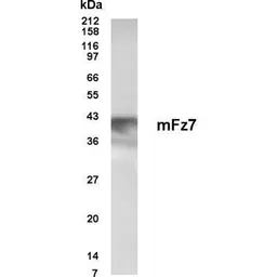 Anti-Frizzled antibody used in Western Blot (WB). GTX70352