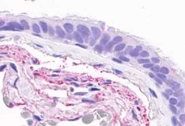 Anti-GPR4 antibody used in IHC (Paraffin sections) (IHC-P). GTX70549