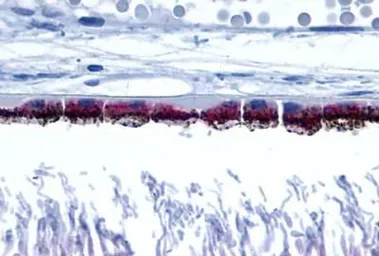 Anti-Peropsin antibody used in IHC (Paraffin sections) (IHC-P). GTX71127