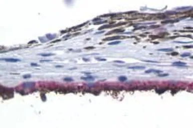 Anti-Peropsin antibody used in IHC (Paraffin sections) (IHC-P). GTX71127