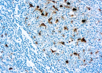 Anti-Lysozyme antibody used in IHC (Paraffin sections) (IHC-P). GTX72913