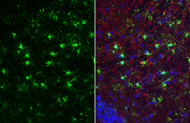 Anti-IL1 beta antibody used in IHC (Paraffin sections) (IHC-P). GTX74034