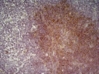 Anti-CD19 antibody [6D5] used in IHC (Frozen sections) (IHC-Fr). GTX75017