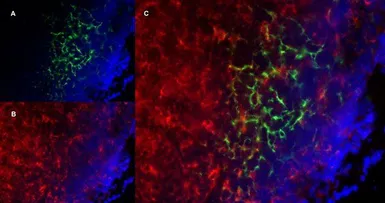 Anti-CD19 antibody [6D5] used in IHC (Frozen sections) (IHC-Fr). GTX75017