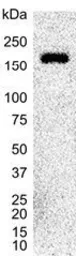 Anti-Integrin alpha 6 antibody [450-30A] used in Western Blot (WB). GTX75044