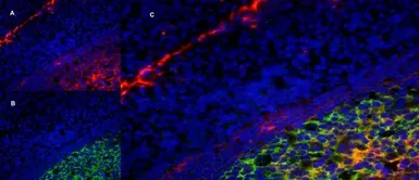 Anti-LRP1 antibody [A2Mr alpha-2] used in IHC (Frozen sections) (IHC-Fr). GTX75655