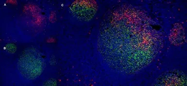 Anti-LRP1 antibody [A2Mr alpha-2] used in IHC (Frozen sections) (IHC-Fr). GTX75655