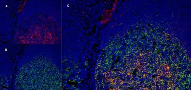 Anti-LRP1 antibody [A2Mr alpha-2] used in IHC (Frozen sections) (IHC-Fr). GTX75655