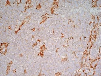 Anti-LRP1 antibody [A2Mr alpha-2] used in IHC (Frozen sections) (IHC-Fr). GTX75655