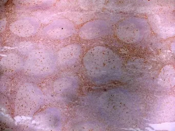 Anti-LRP1 antibody [A2Mr alpha-2] used in IHC (Frozen sections) (IHC-Fr). GTX75655