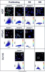 Anti-5-Methylcytosine / 5-mC antibody [33D3] used in Immunocytochemistry/ Immunofluorescence (ICC/IF). GTX75897