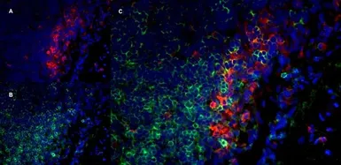 Anti-CD11b antibody [OX-42] used in IHC (Frozen sections) (IHC-Fr). GTX76060