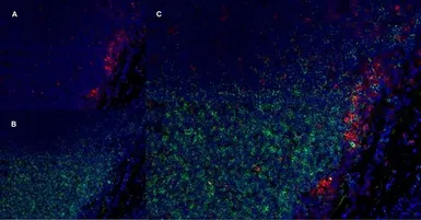 Anti-CD11b antibody [OX-42] used in IHC (Frozen sections) (IHC-Fr). GTX76060