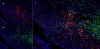 Anti-CD11b antibody [OX-42] used in IHC (Frozen sections) (IHC-Fr). GTX76060