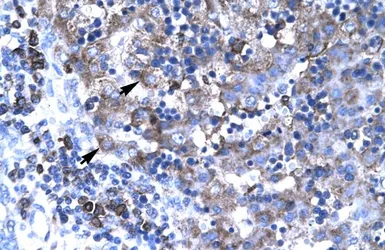 Anti-TBX19 antibody, N-term used in IHC (Paraffin sections) (IHC-P). GTX77878