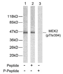 Anti-MEK2 (phospho Thr394) antibody used in Western Blot (WB). GTX79014