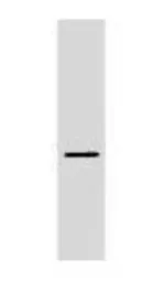 Anti-Plasmolipin antibody used in Western Blot (WB). GTX79201