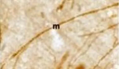 Anti-Myelin PLP antibody used in Immunohistochemistry (IHC). GTX79243