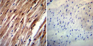 Anti-HCN4 antibody [SHG 1E5] used in IHC (Paraffin sections) (IHC-P). GTX79454