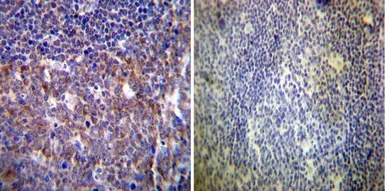 Anti-HCN4 antibody [SHG 1E5] used in IHC (Paraffin sections) (IHC-P). GTX79454