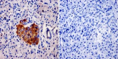 Anti-AKAP9 antibody [17G10] used in IHC (Paraffin sections) (IHC-P). GTX79473