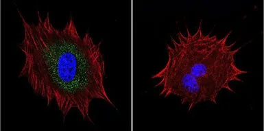 Anti-AKAP9 antibody [17G10] used in Immunocytochemistry/ Immunofluorescence (ICC/IF). GTX79473