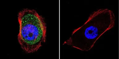 Anti-AKAP9 antibody [17G10] used in Immunocytochemistry/ Immunofluorescence (ICC/IF). GTX79473