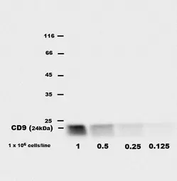 Anti-CD9 antibody [EM-04] used in Western Blot (WB). GTX80172