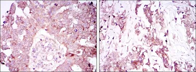 Anti-Ataxin 1 antibody [2F5] used in IHC (Paraffin sections) (IHC-P). GTX80399